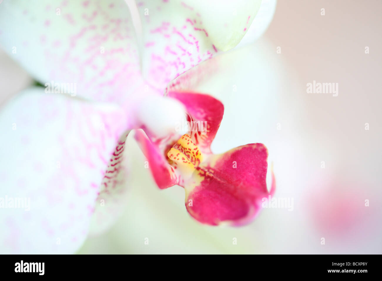 Immagine contemporanea di una mimosa orchid arte fotografia Jane Ann Butler JABP Fotografia324 Foto Stock