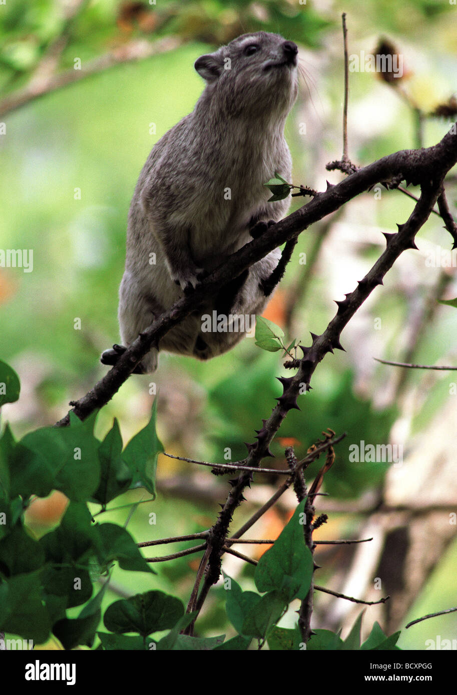 Rock Hyrax HETEROHYRAX BRUCEI alimentando in una struttura ad albero Masai Mara riserva nazionale del Kenya Africa orientale Foto Stock