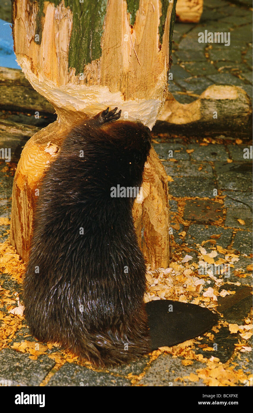 Eurasian beaver - rosicchia un tronco - Foto Stock