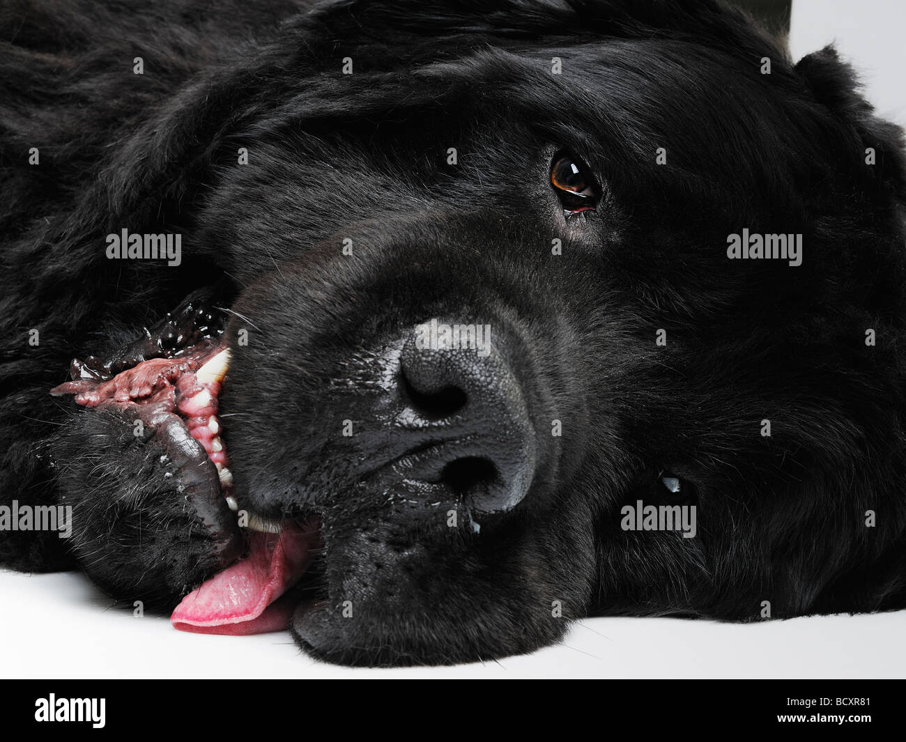 Stanco TERRANOVA cane sdraiato sul pavimento vicino fino Foto Stock