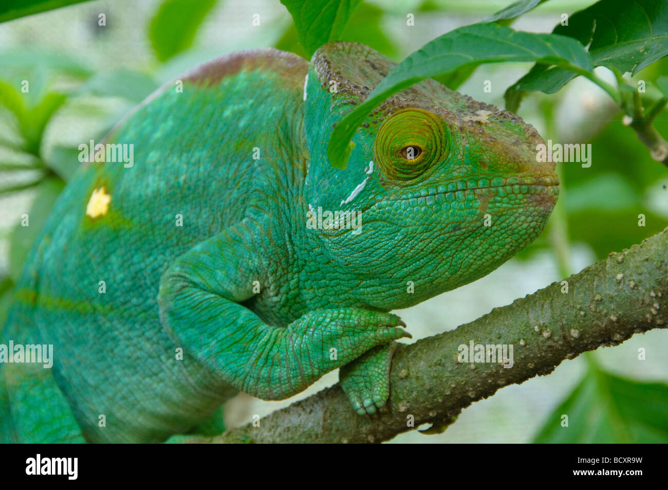Panther chameleon (Furcifer pardalis) in Ankarana Parco Nazionale in Madagascar Foto Stock