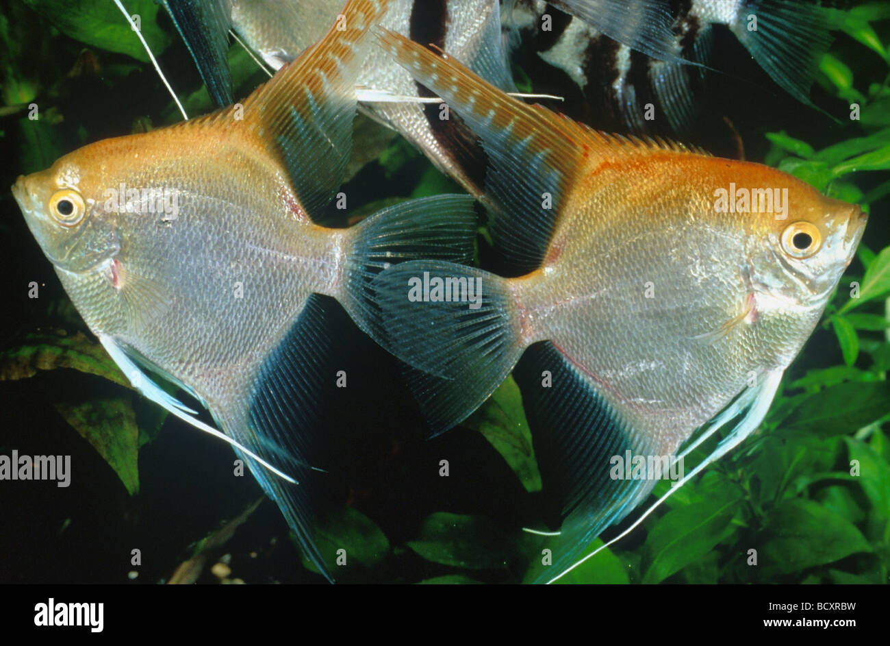 Pterophyllum scalare / freshwater angelfish / longfin pesci angelo Foto Stock