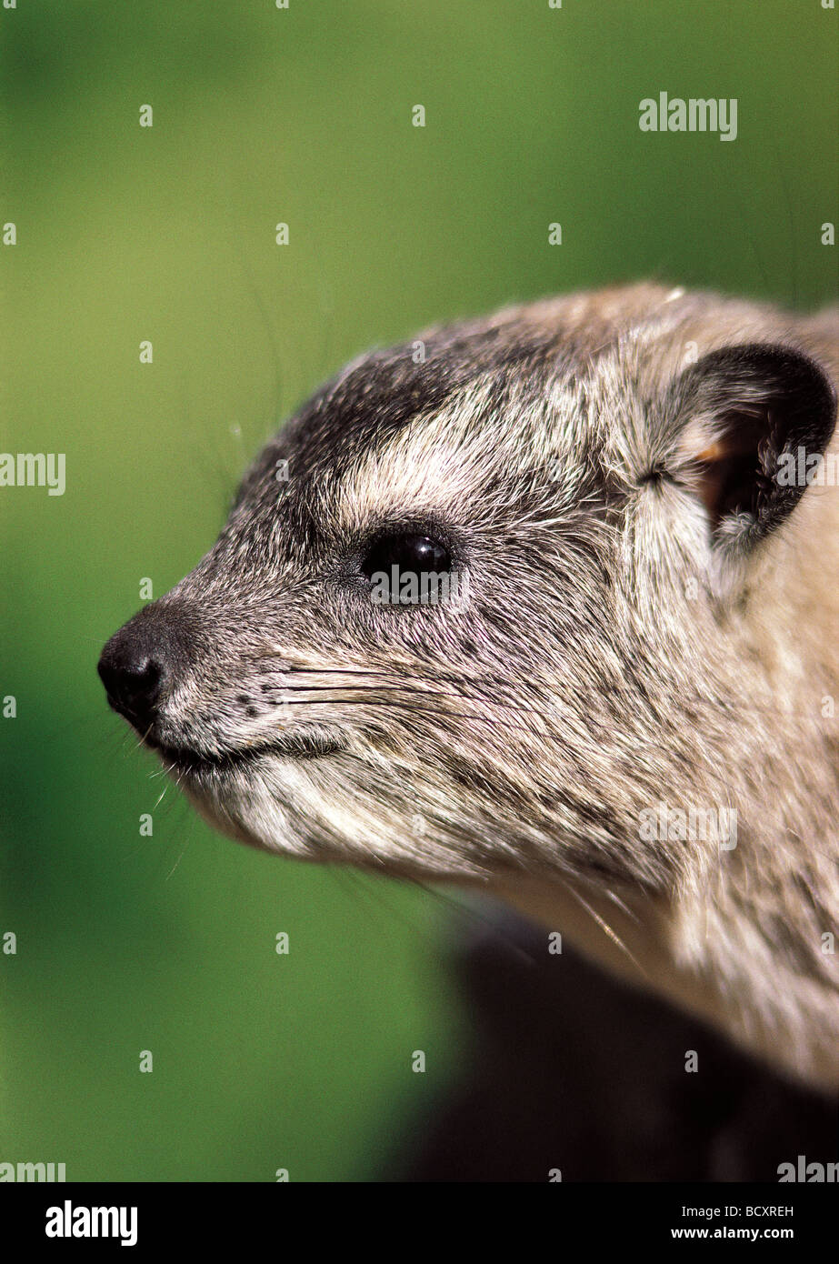 Close up ritratto di Rock Hyrax HETEROHYRAX BRUCEI Masai Mara riserva nazionale del Kenya Africa orientale Foto Stock