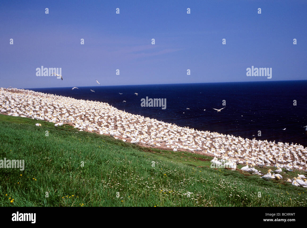 Le sule, il Parc national de l'Ile bonaventure et du Rocher percè, saint laurence golfo, Gaspésie, quebec, Canada Foto Stock