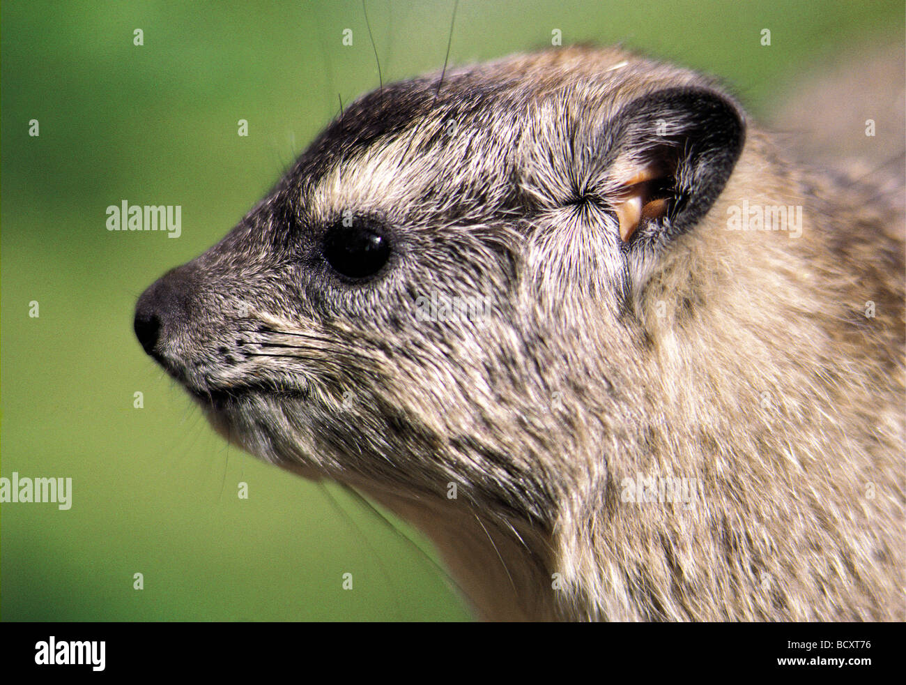 Close up ritratto di Rock Hyrax HETEROHYRAX BRUCEI Masai Mara riserva nazionale del Kenya Africa orientale Foto Stock