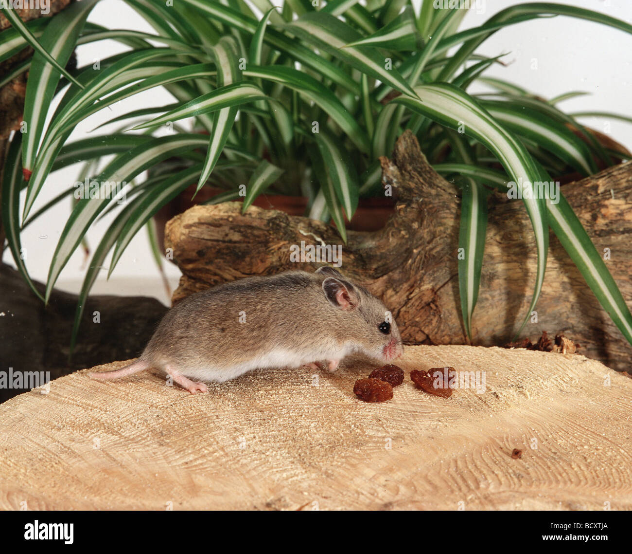 Cricetelus griseus / Chinese hamster a strisce Foto Stock