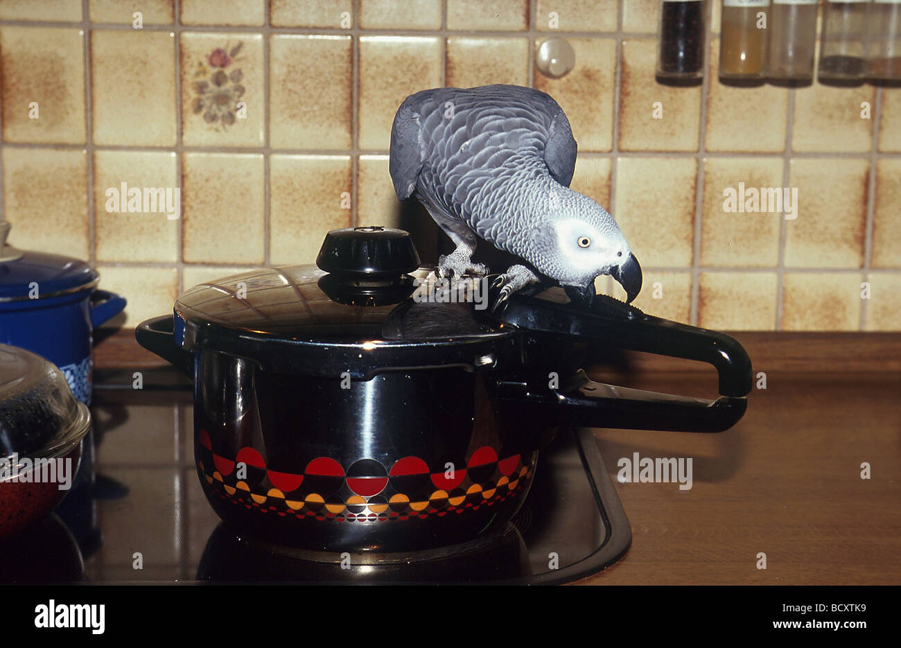 Psitaccus erithacus / Gray Parrot - pericolo per l'uccello , hot pot - Foto Stock