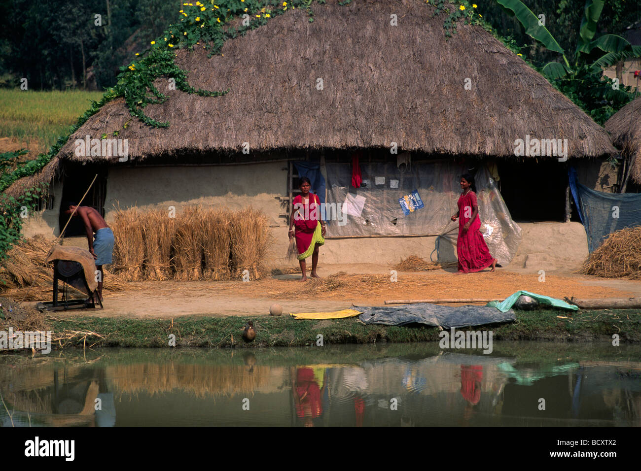 India, Bengala Occidentale, Sunderbans, raccolta di riso Foto Stock