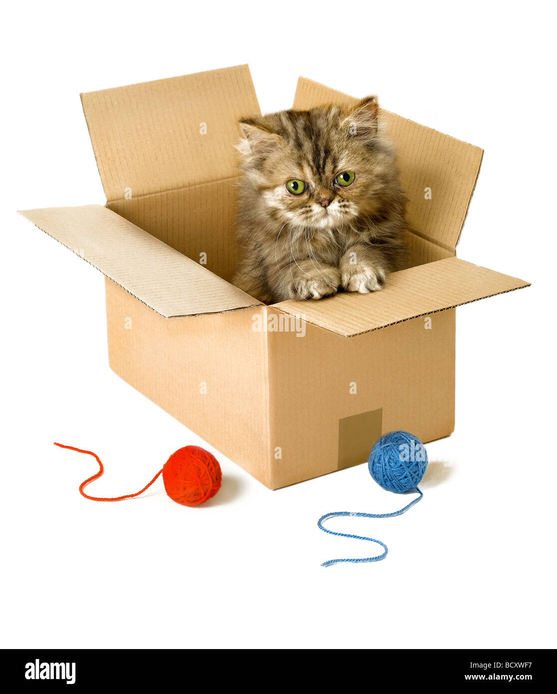Il persiano gattino in una scatola Foto Stock