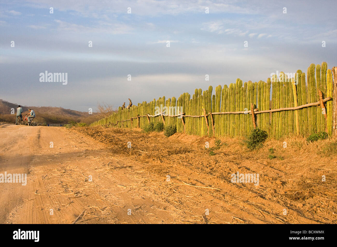 Due uomini da recinzione fatta di vivere i cactus vicino a mazatlan, Messico Foto Stock