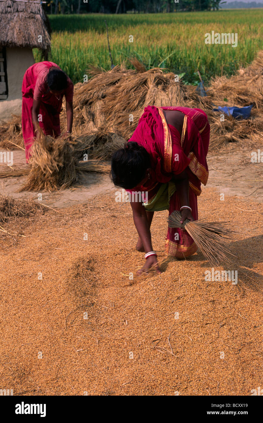 India, Bengala Occidentale, Sunderbans, raccolta di riso Foto Stock