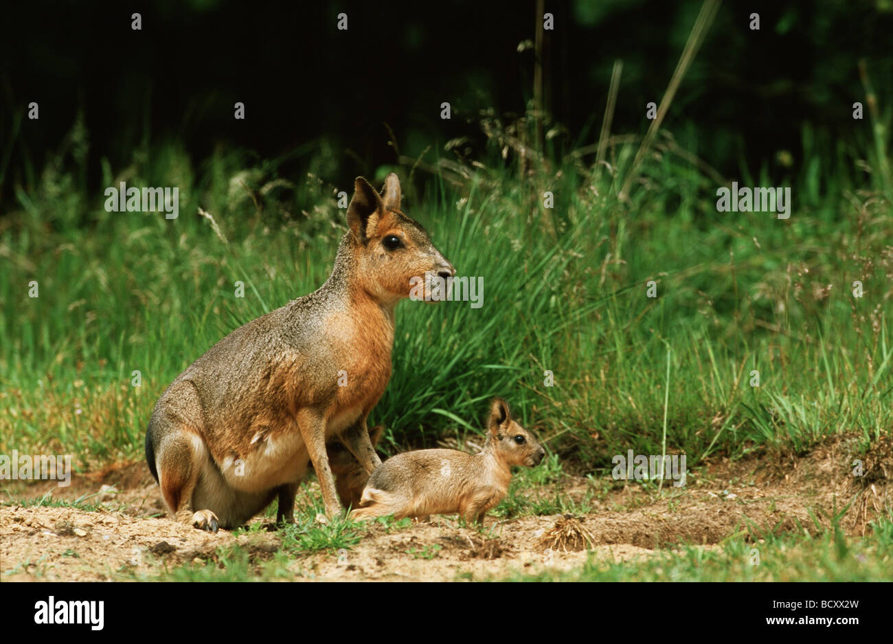 Cavy Patagonia con cub / Dolichotis patagonum Foto Stock