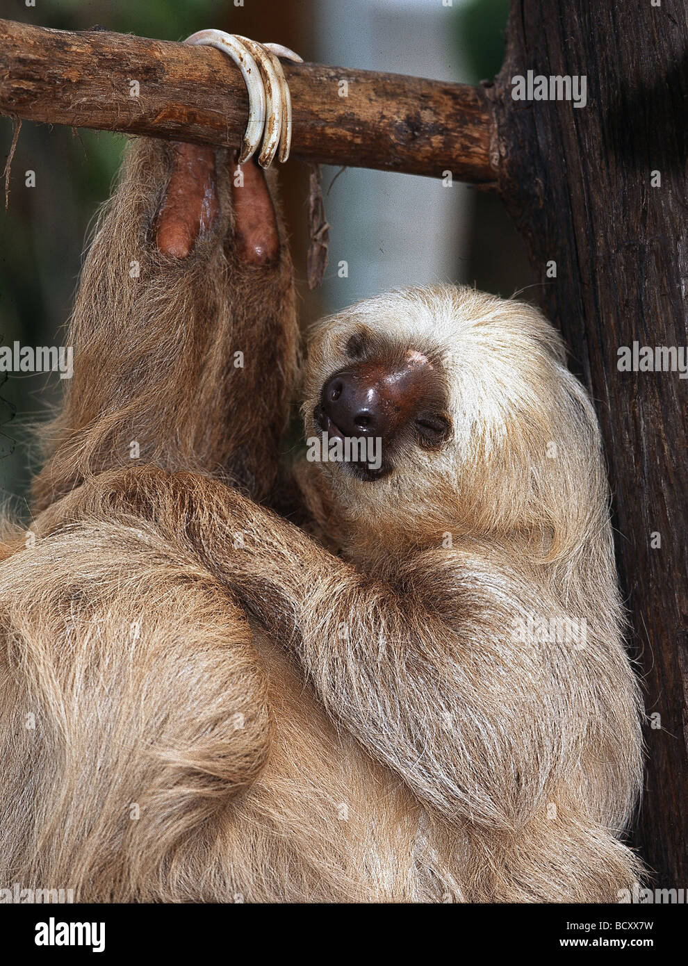 Choloepus didactylus / a due dita bradipo appeso nella struttura Foto Stock