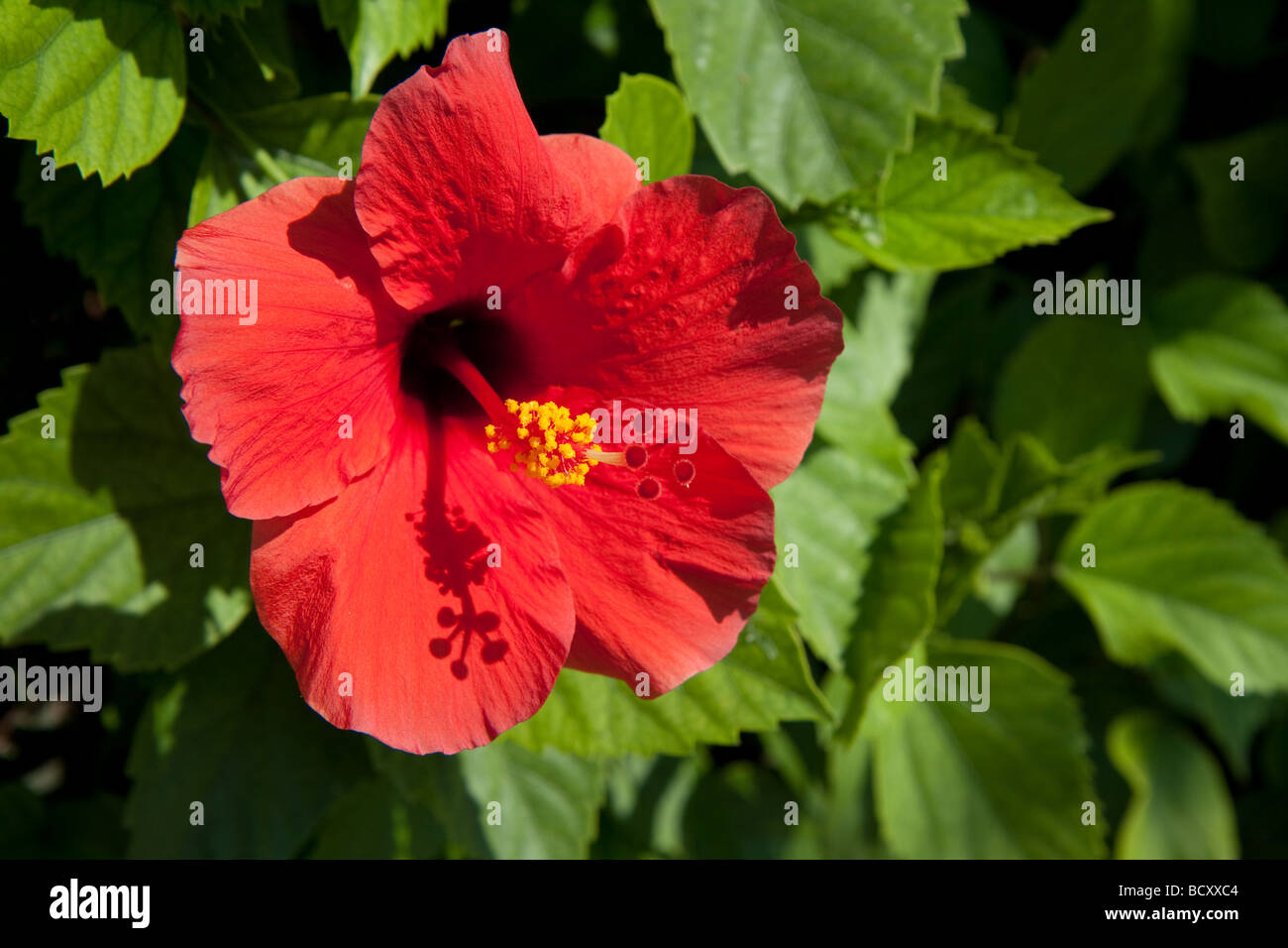 Close-up di un rosso brillante di fiori di ibisco in Cipro Foto Stock