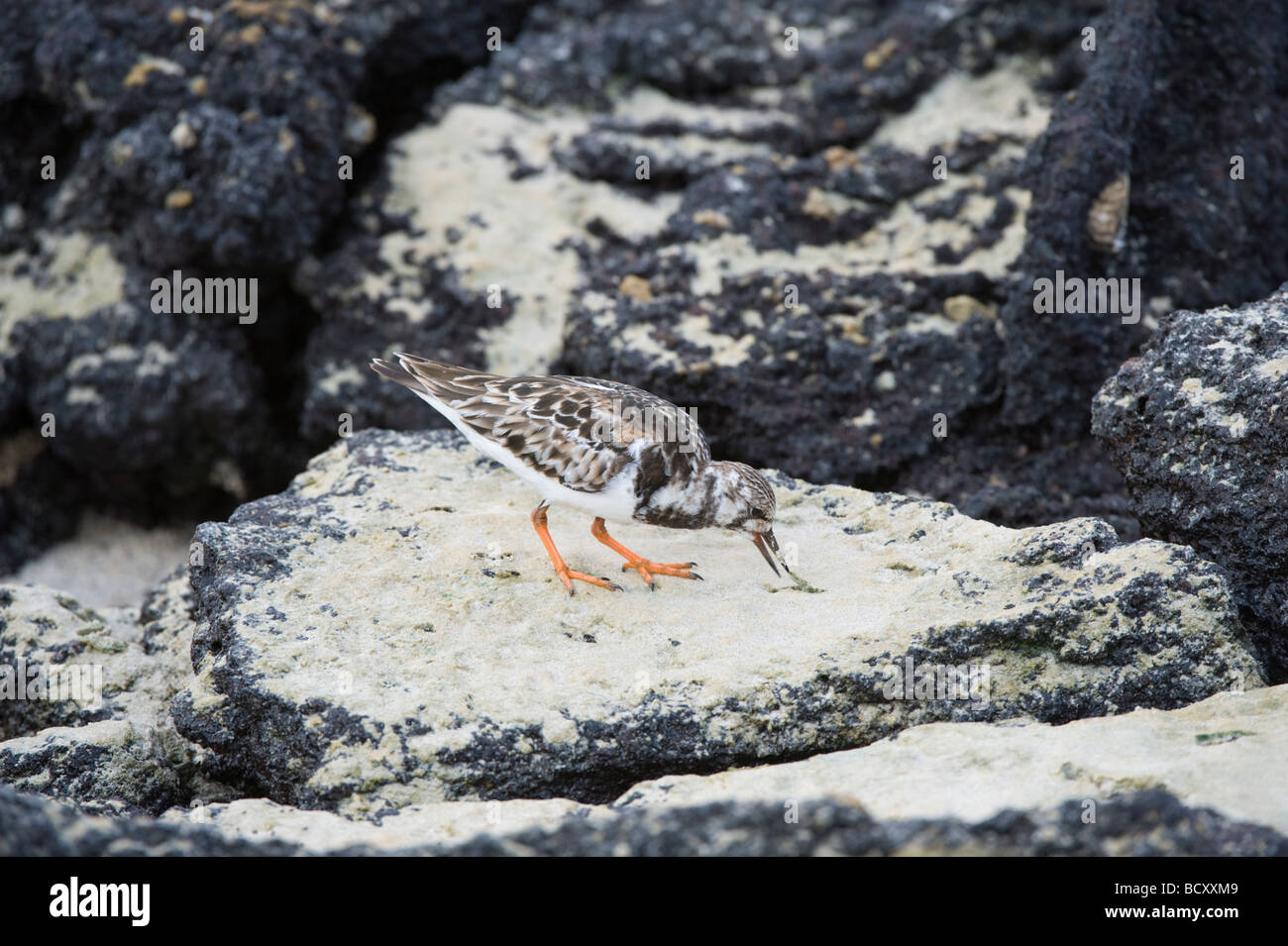 Voltapietre (Arenaria interpres) alimentazione sulle rive della Baia di Darwin Genovesa Ecuador Galapagos Oceano Pacifico Foto Stock