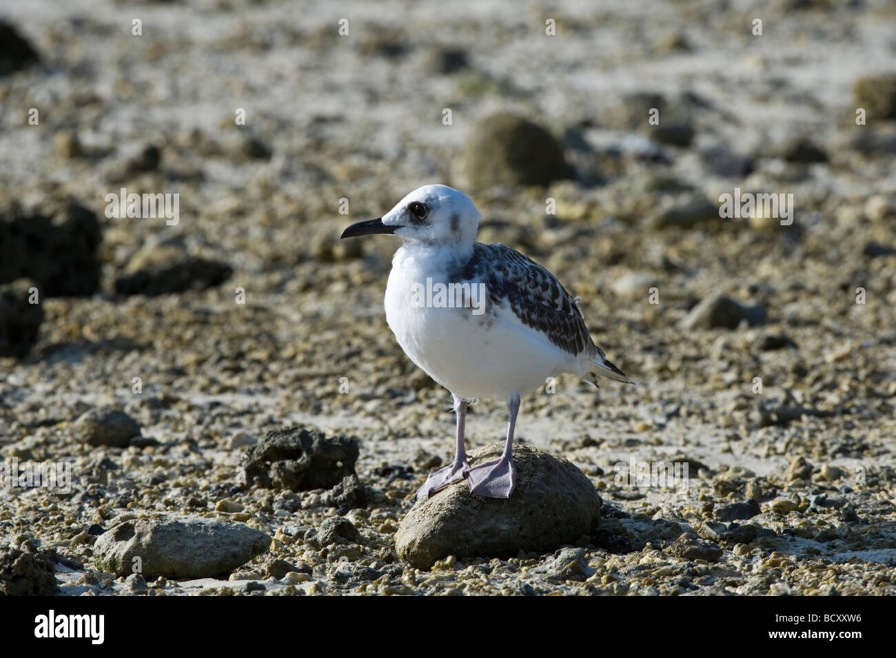 Swallow-tailed Gull (Creagrus furcatus) immaturi di Darwin Bay Genovesa Ecuador Galapagos Oceano Pacifico Foto Stock