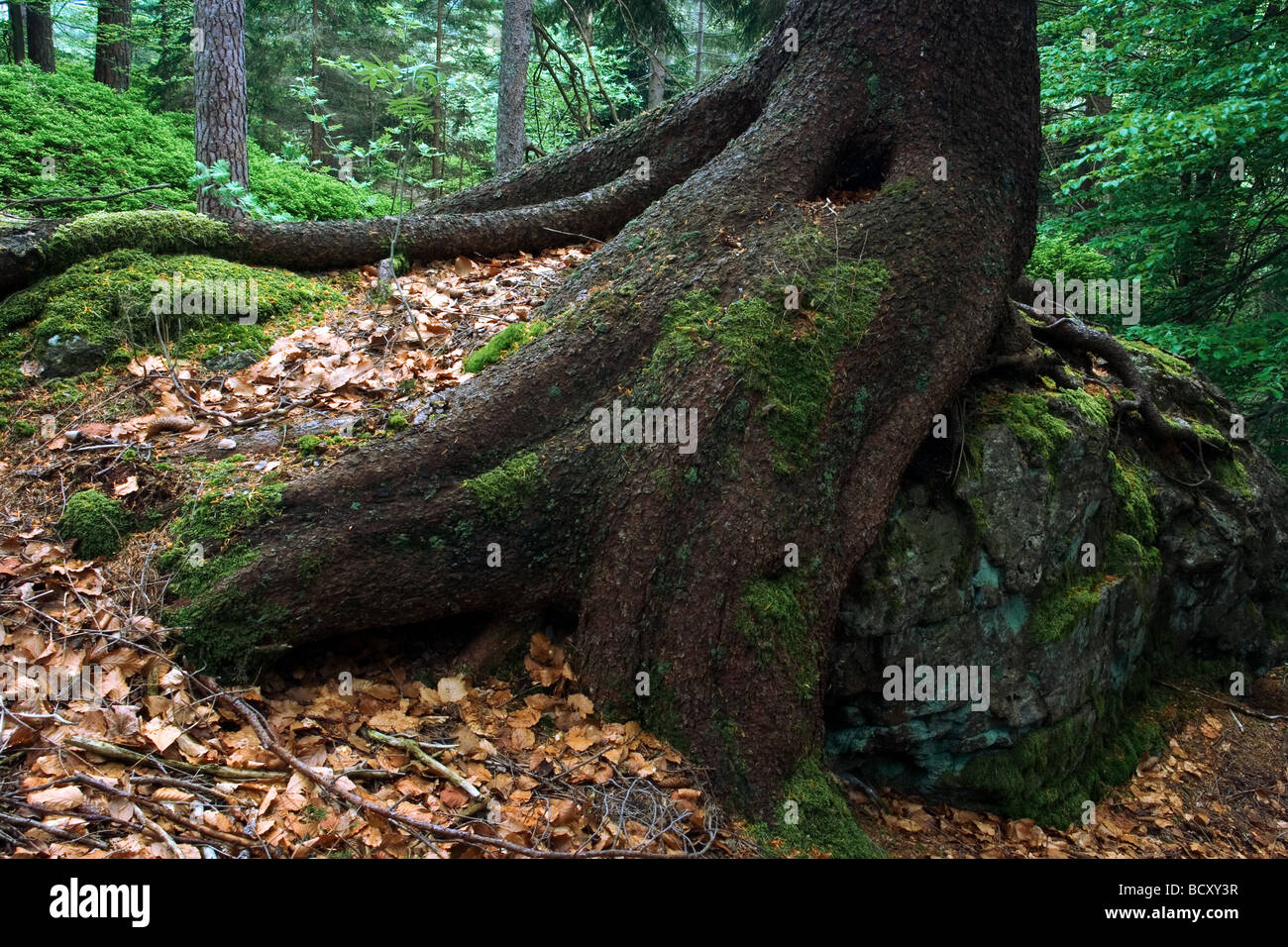 albero di abete Foto Stock