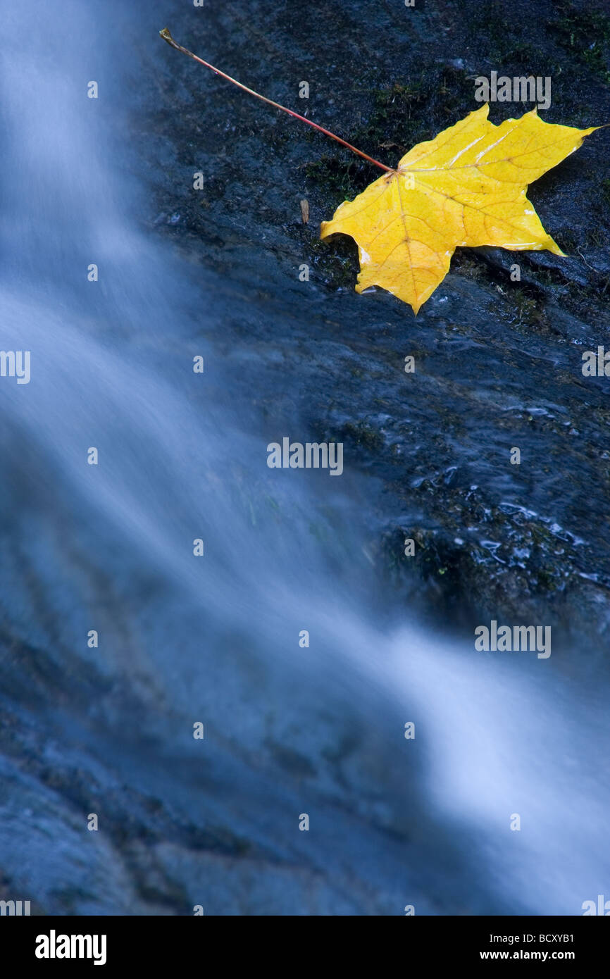 Maple Leaf su una pietra in un fiume Foto Stock