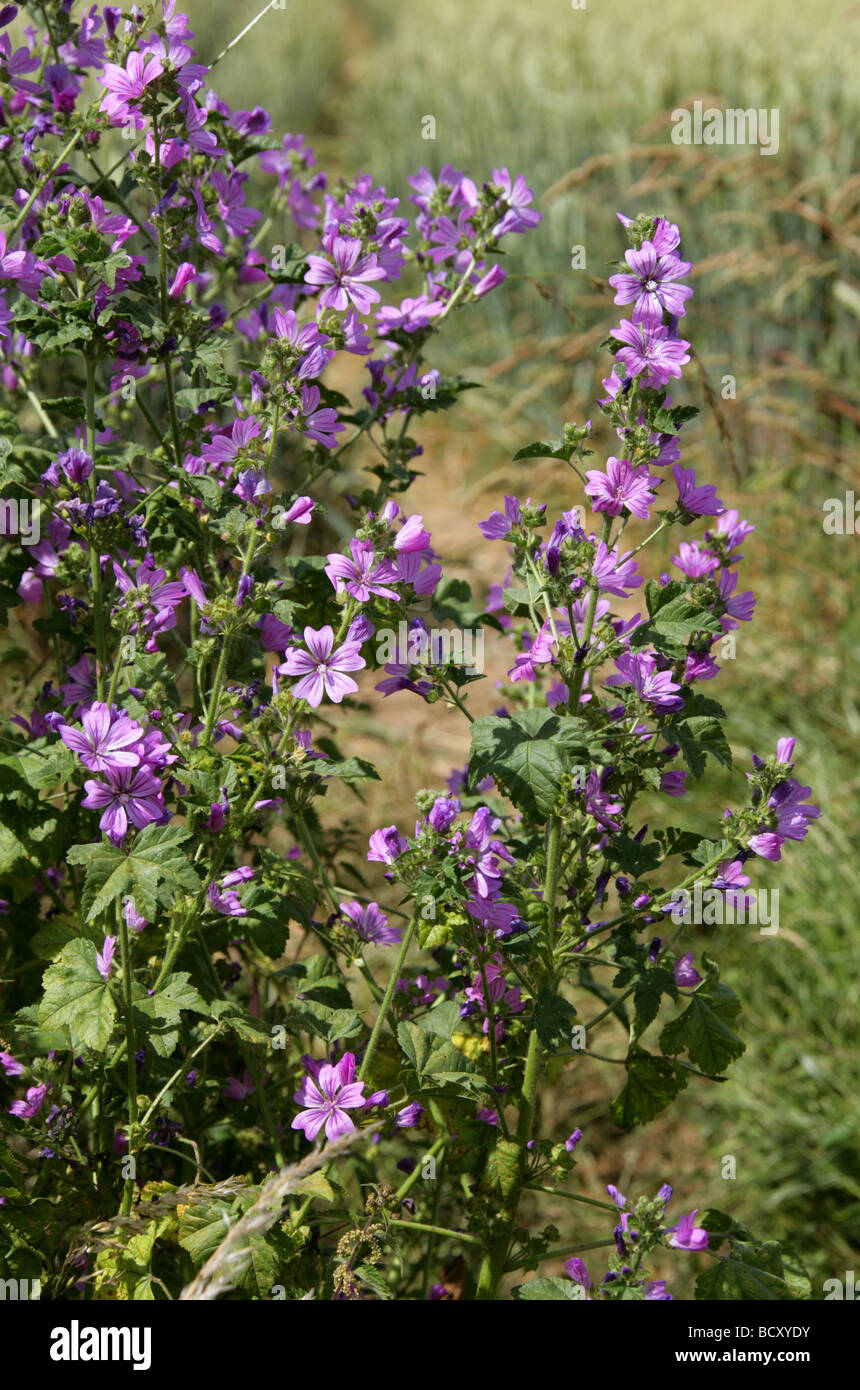 Comune, Malva Malva Sylvestris, Malvaceae Foto Stock