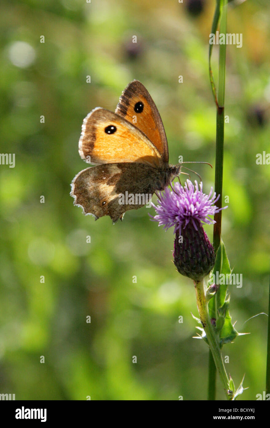 Gatekeeper o Hedge Brown Butterfly, Pyronia tithonus, Nymphalidae (Satyridae). Foto Stock