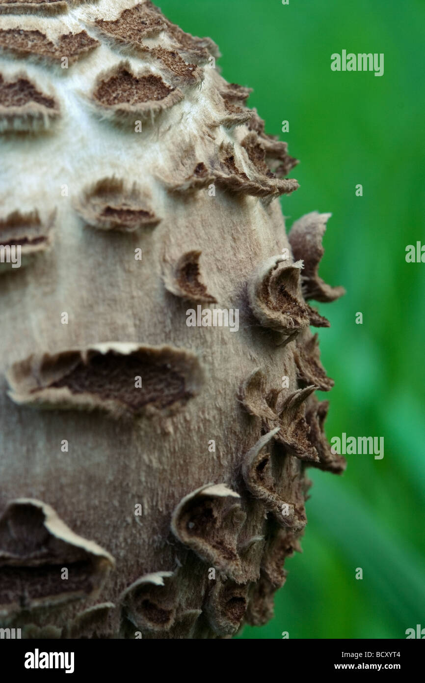 Il tappo di un ombrellone fungo (Macrolepiota procera) Foto Stock