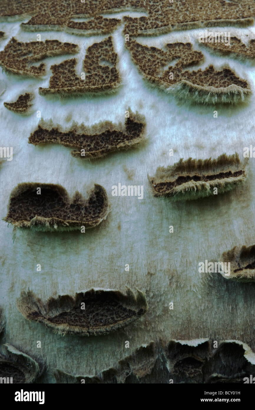 Il tappo di un ombrellone fungo (Macrolepiota procera) Foto Stock