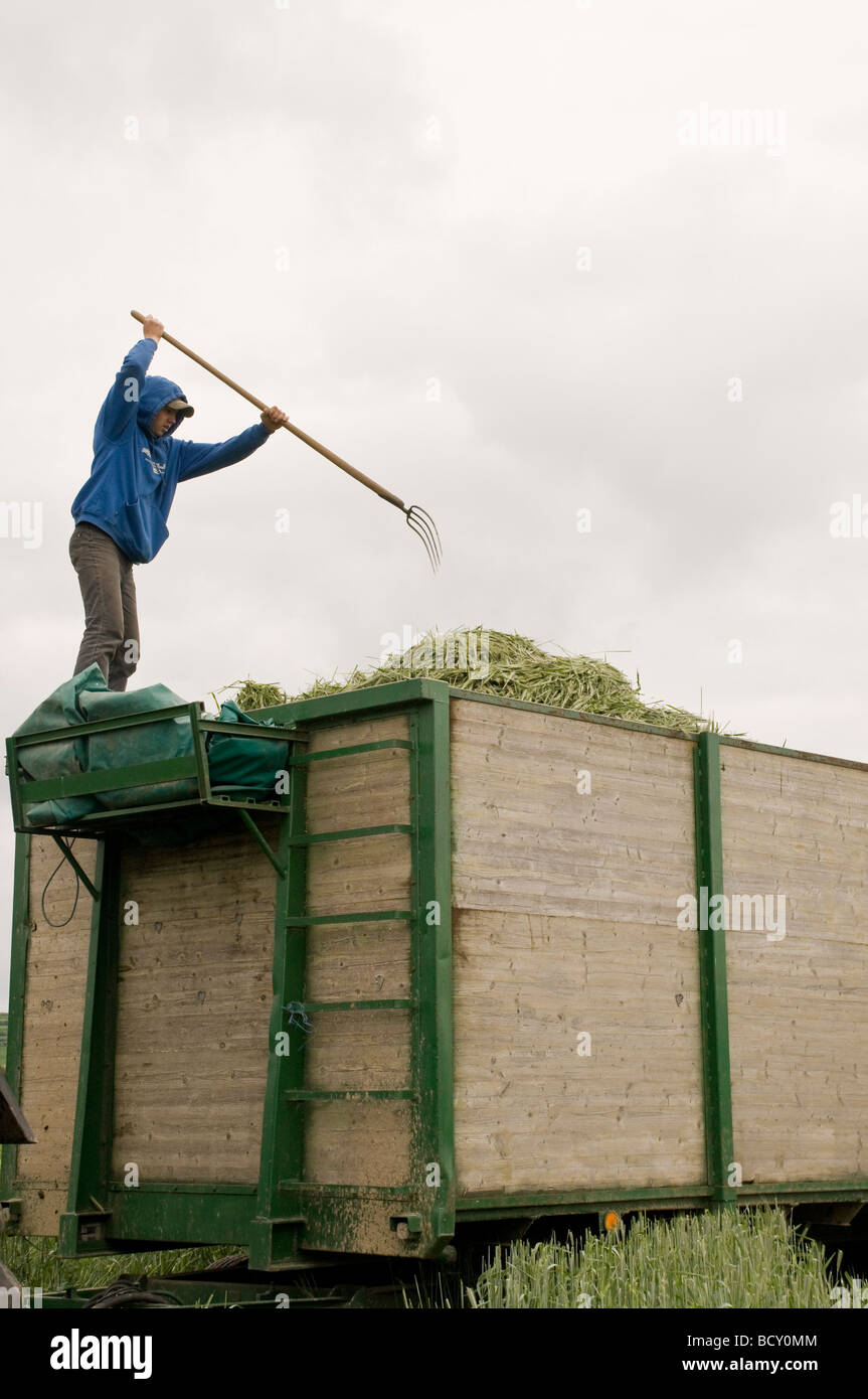 La segale è raccolto a Waldweld in Austria, il polline di segale è l'ingrediente chiave per il cancro della prostata cure omeopatiche. Foto Stock