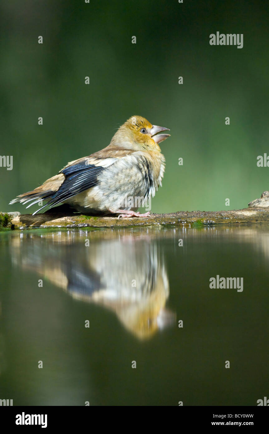 Hawfinch Coccothraustes coccothraustes Ungheria Foto Stock