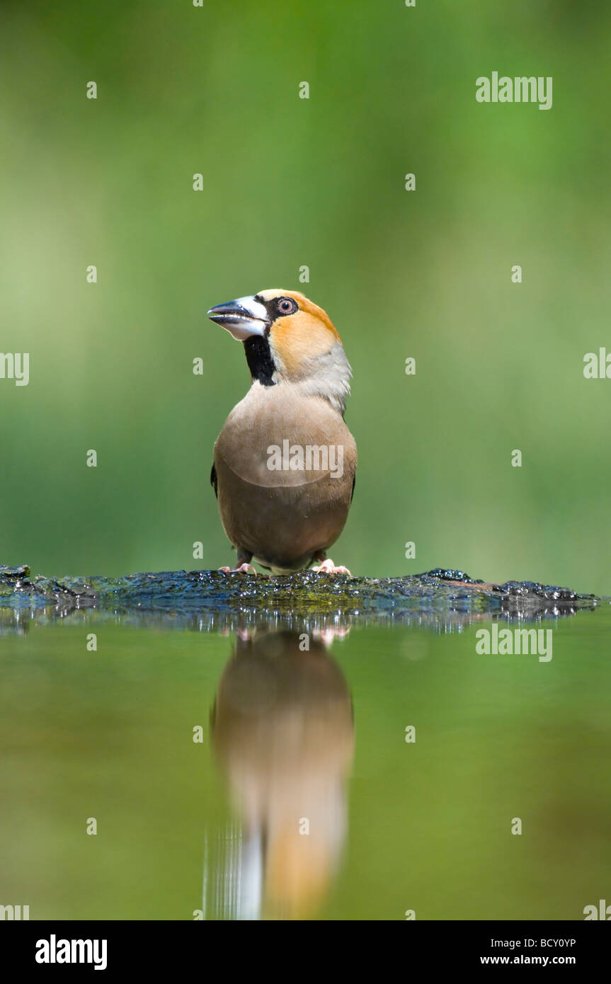 Hawfinch Coccothraustes coccothraustes Ungheria Foto Stock