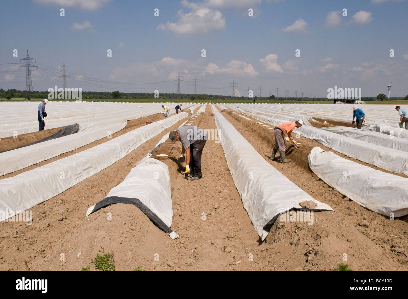 Lavoratori asparagi raccolto noto come 'Spargel' in Germania che si traduce in oro bianco. Gli asparagi è molto popolare qui. Foto Stock