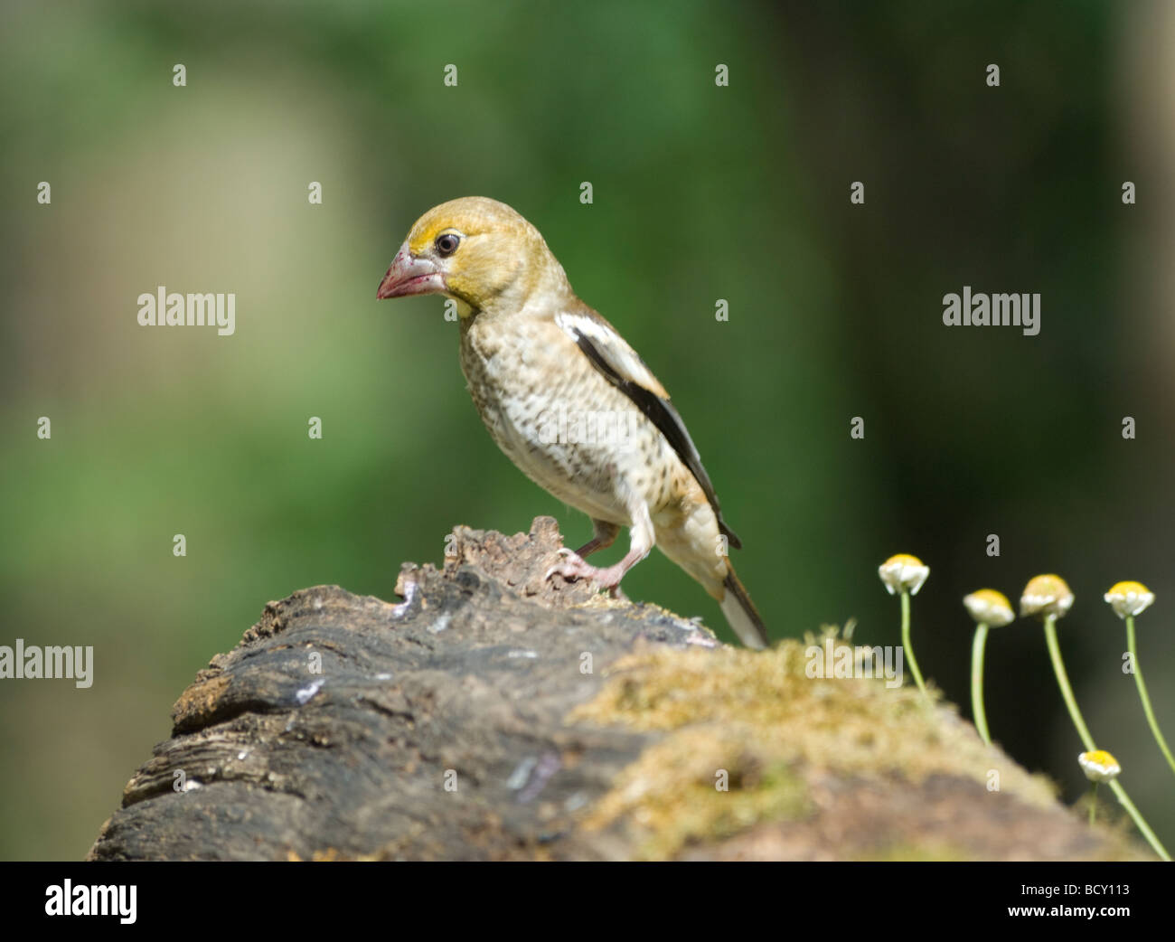 Hawfinch capretti Coccothraustes coccothraustes Ungheria Foto Stock