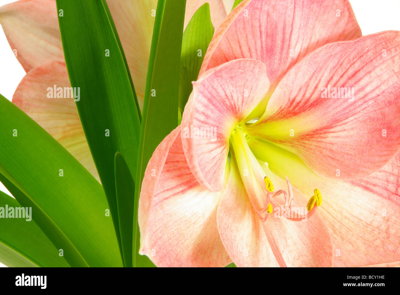 Amaryllis 09 Foto Stock