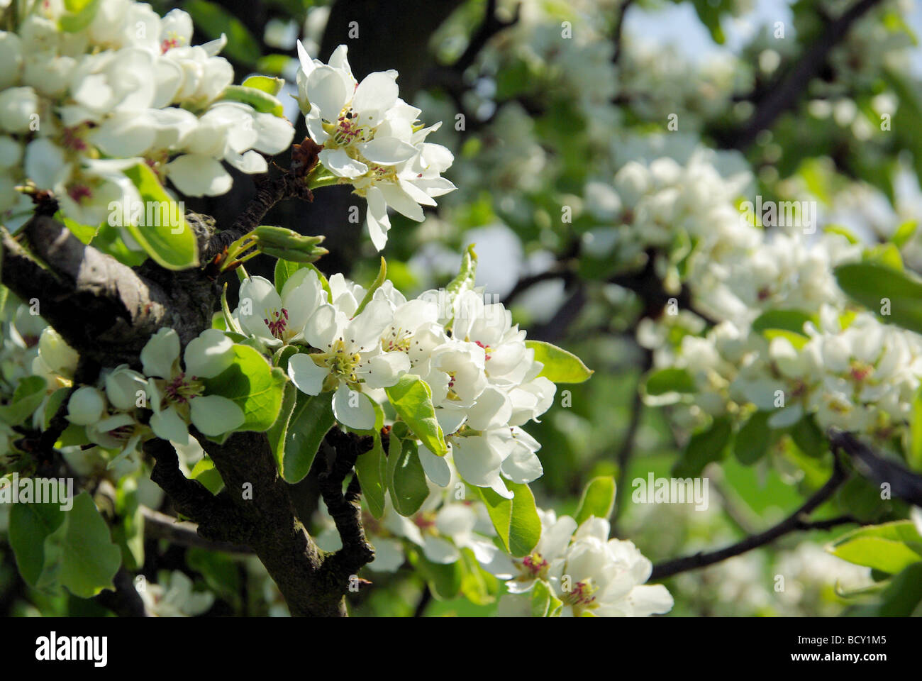 Birnbaumblüte fioritura di pear tree 49 Foto Stock