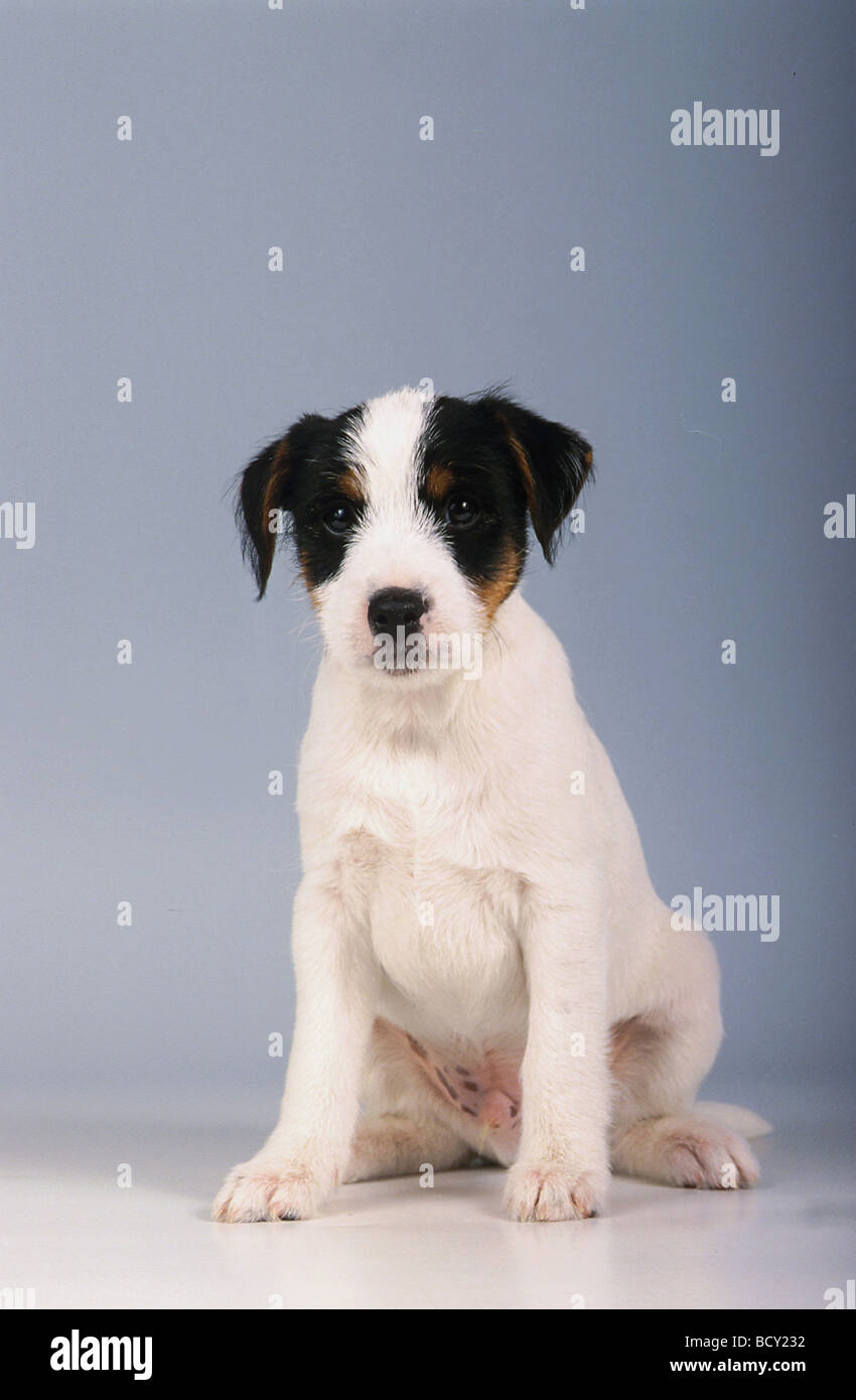 Jack Russell Terrier Foto Stock