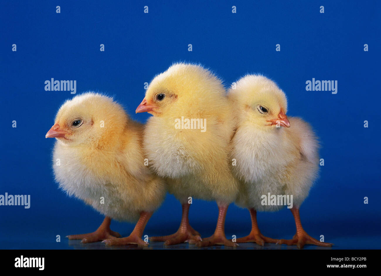 Pollo domestico (Gallus gallus domesticus). Due pulcini Foto Stock