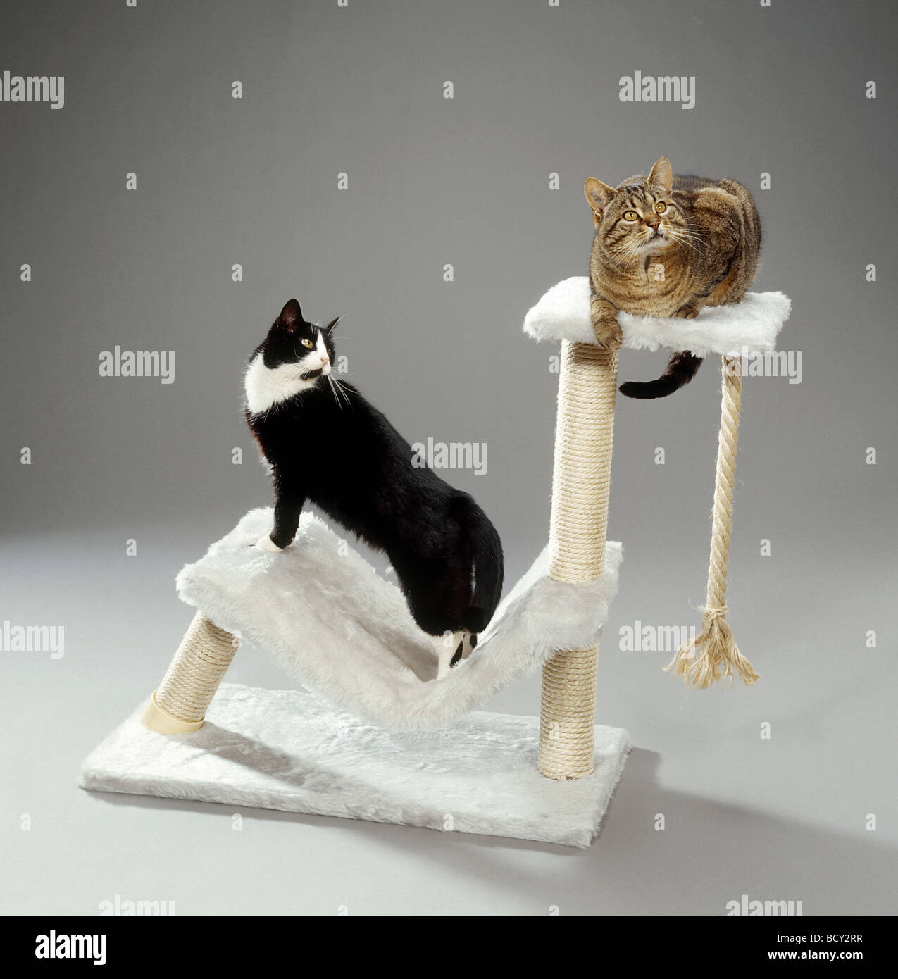 Due gatti domestici su una scalfittura post Foto Stock