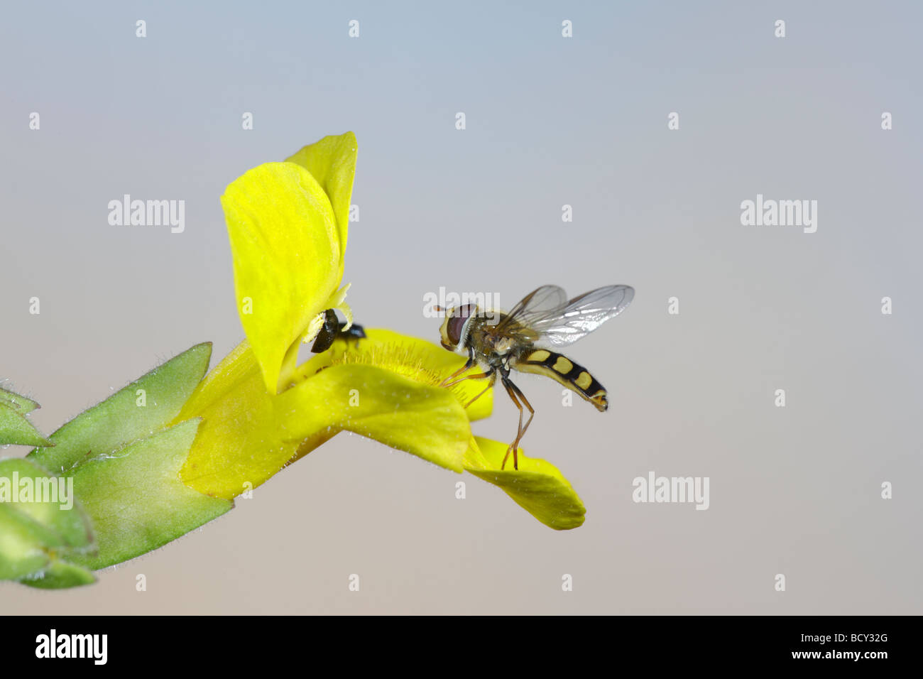 Hover volare sulla Monkey flower Mimulus guttatus Foto Stock