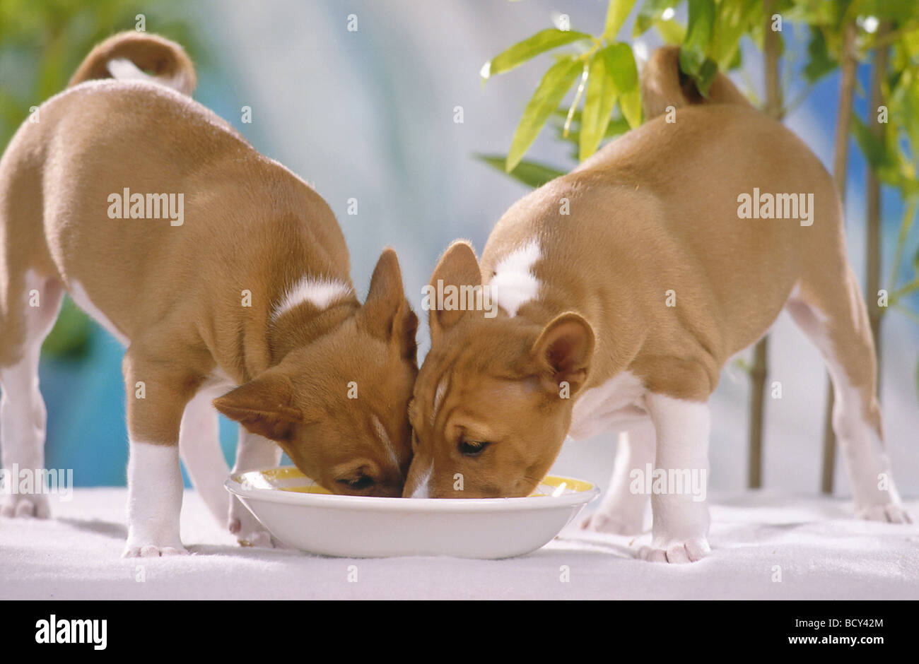 2 basenji cani Foto Stock