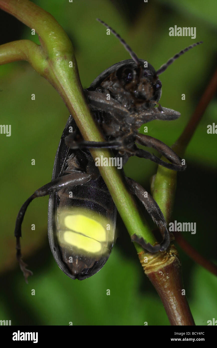 Firefliy, fulmine Bug (Lamprohiza splendidula) su di una levetta che mostra la luce di organi di emissione Foto Stock