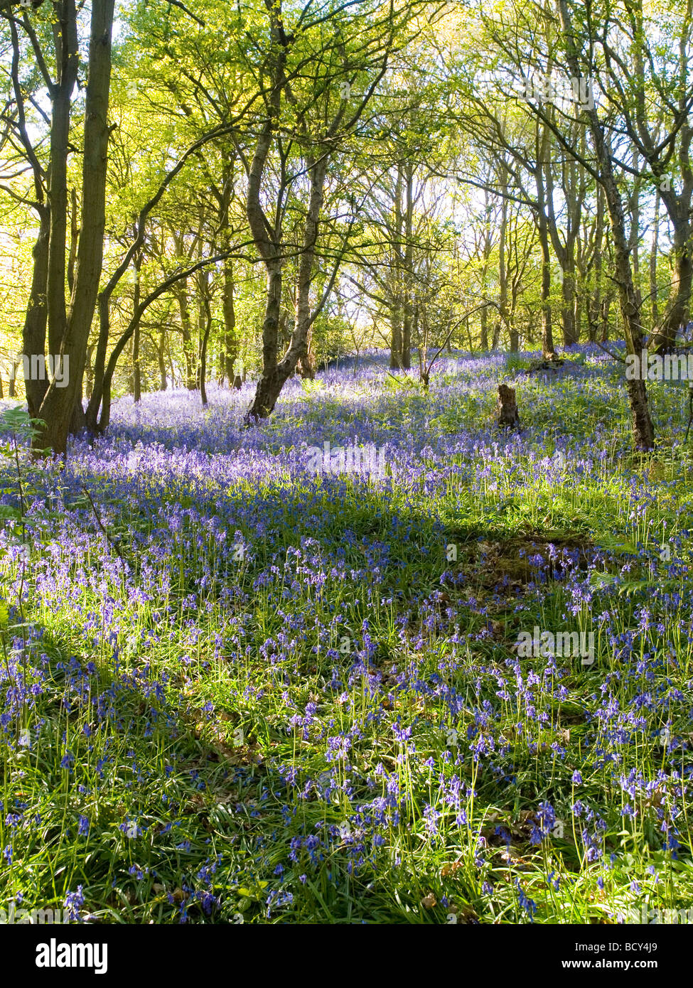 La molla bluebells nella foresta di Charnwood, LEICESTERSHIRE REGNO UNITO Inghilterra Foto Stock