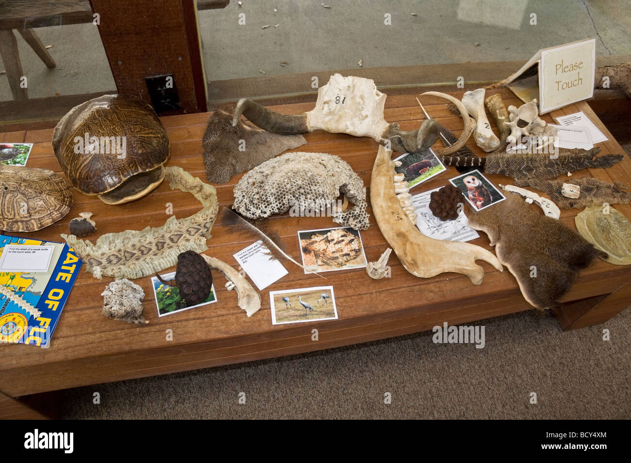 Paynes Prairie preservare stato parco Micanopy Florida Foto Stock