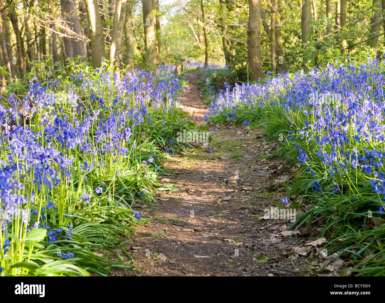 La molla bluebells nella foresta di Charnwood, LEICESTERSHIRE REGNO UNITO Inghilterra Foto Stock
