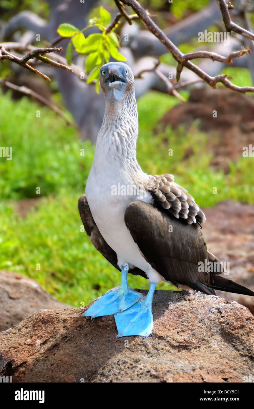 Un blue footed booby (Sula nebouxii) poggia su una roccia su Plaza Isola, parte di dell Ecuador Isole Galapagos. Foto Stock