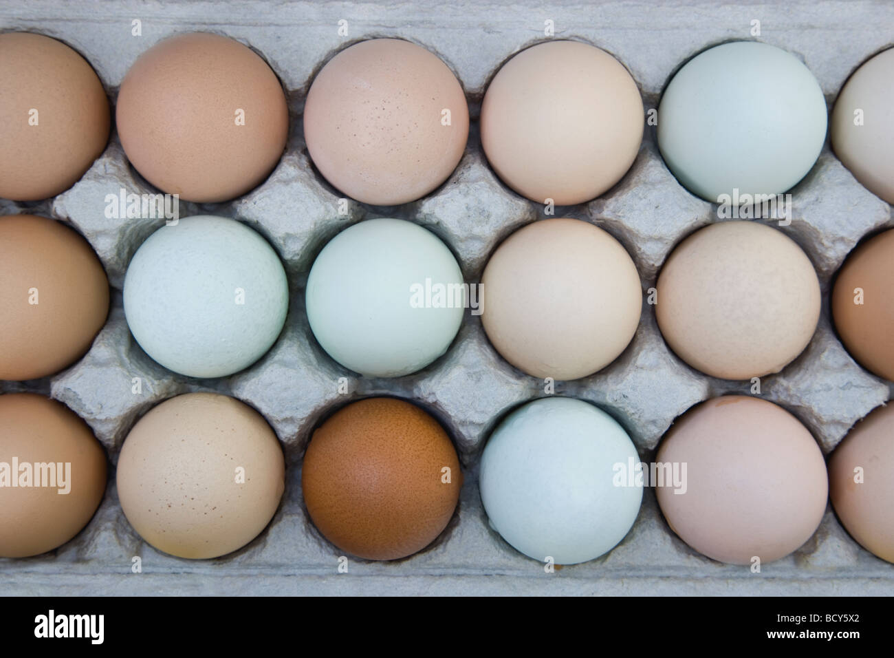 Le uova di gallina in cartone, colori naturali. Foto Stock