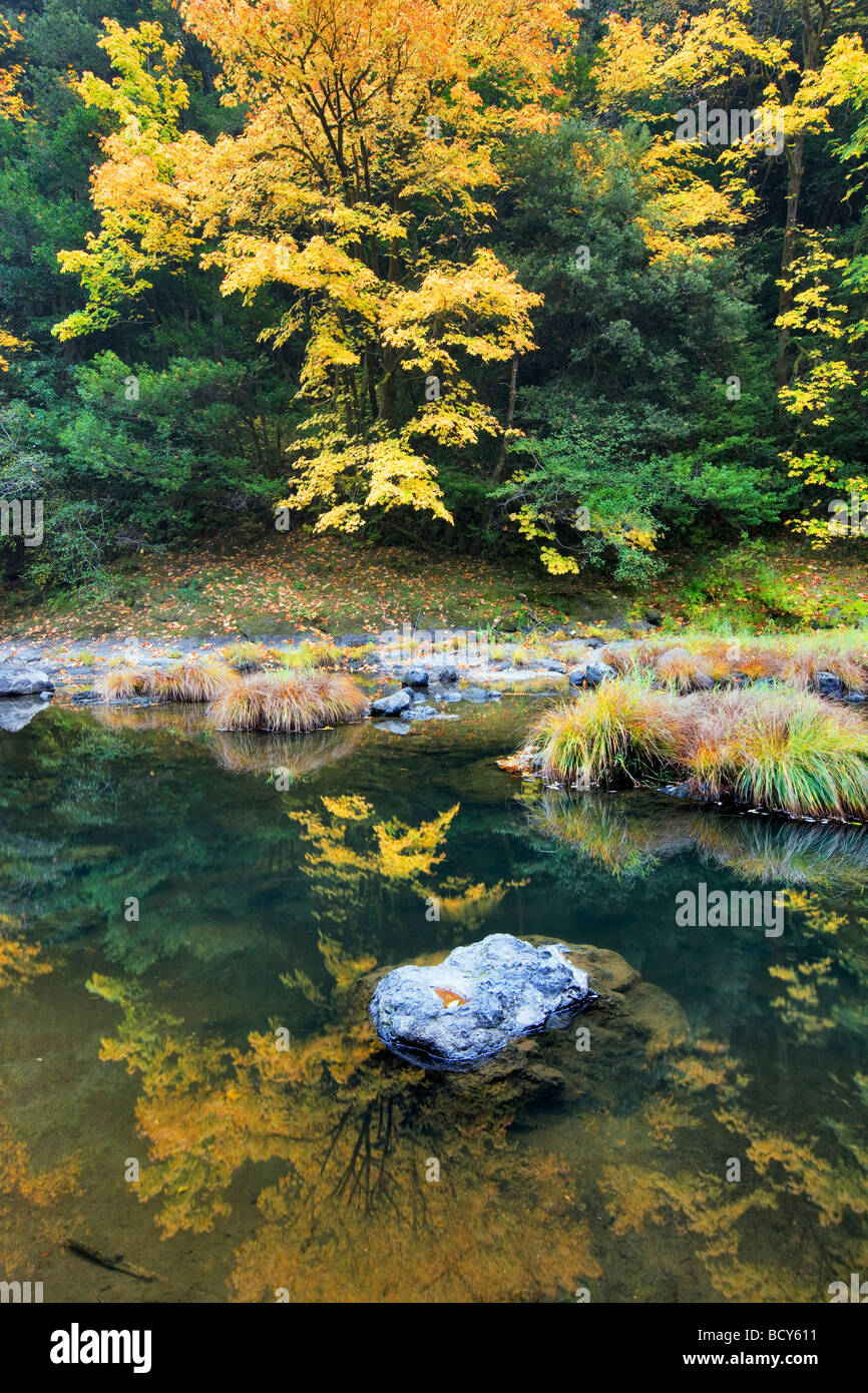 Grandi foglie di acero riflessa nella forcella centrale Coquille River Oregon Foto Stock