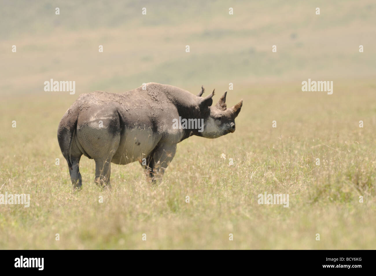 Foto di stock di rhino nella prateria di cratere di Ngorongoro, Tanzania, febbraio 2009. Foto Stock