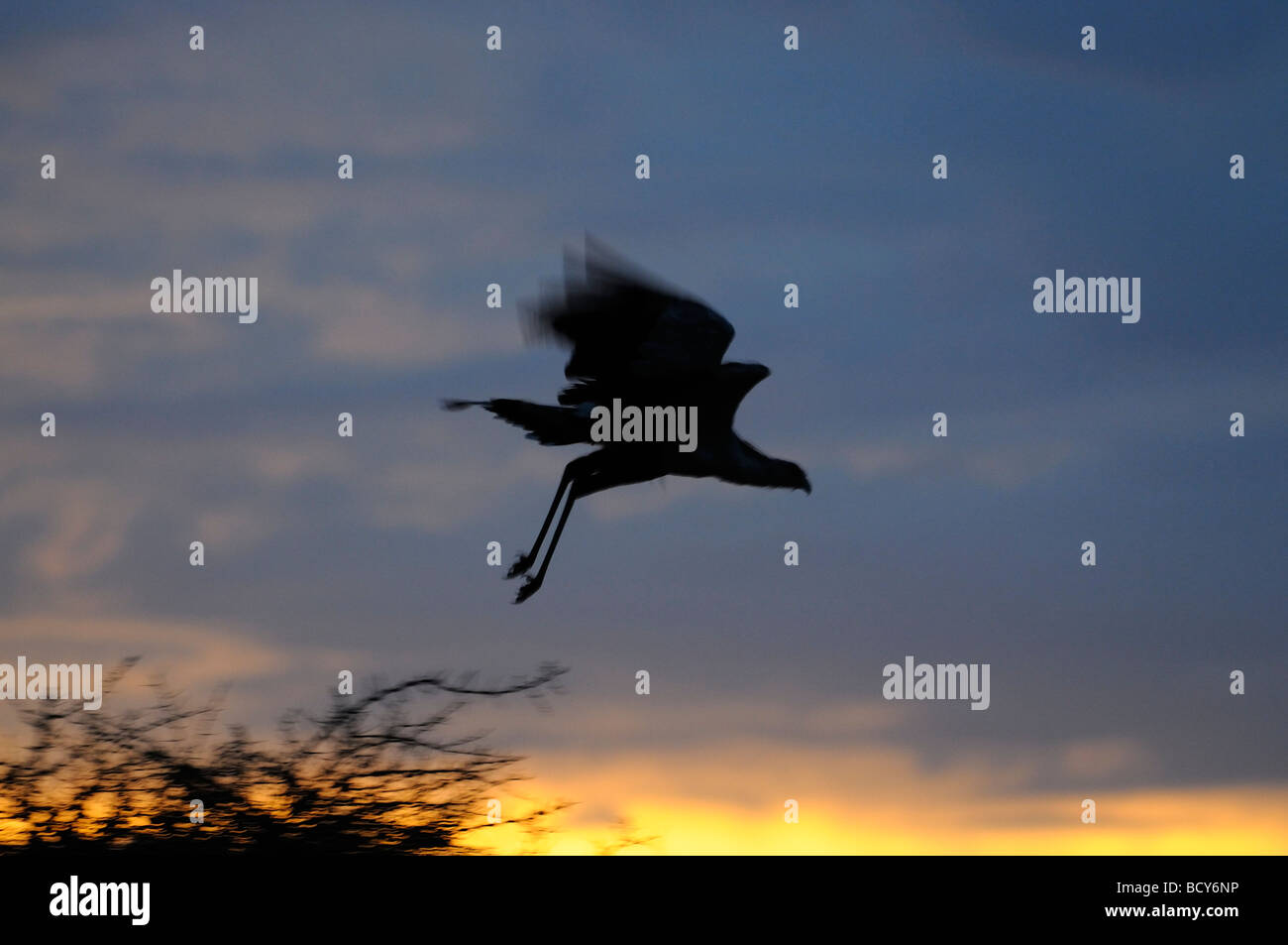 Foto di stock di un segretario bird sollevare da un albero all'alba, Ndutu, Tanzania, 2009. Foto Stock