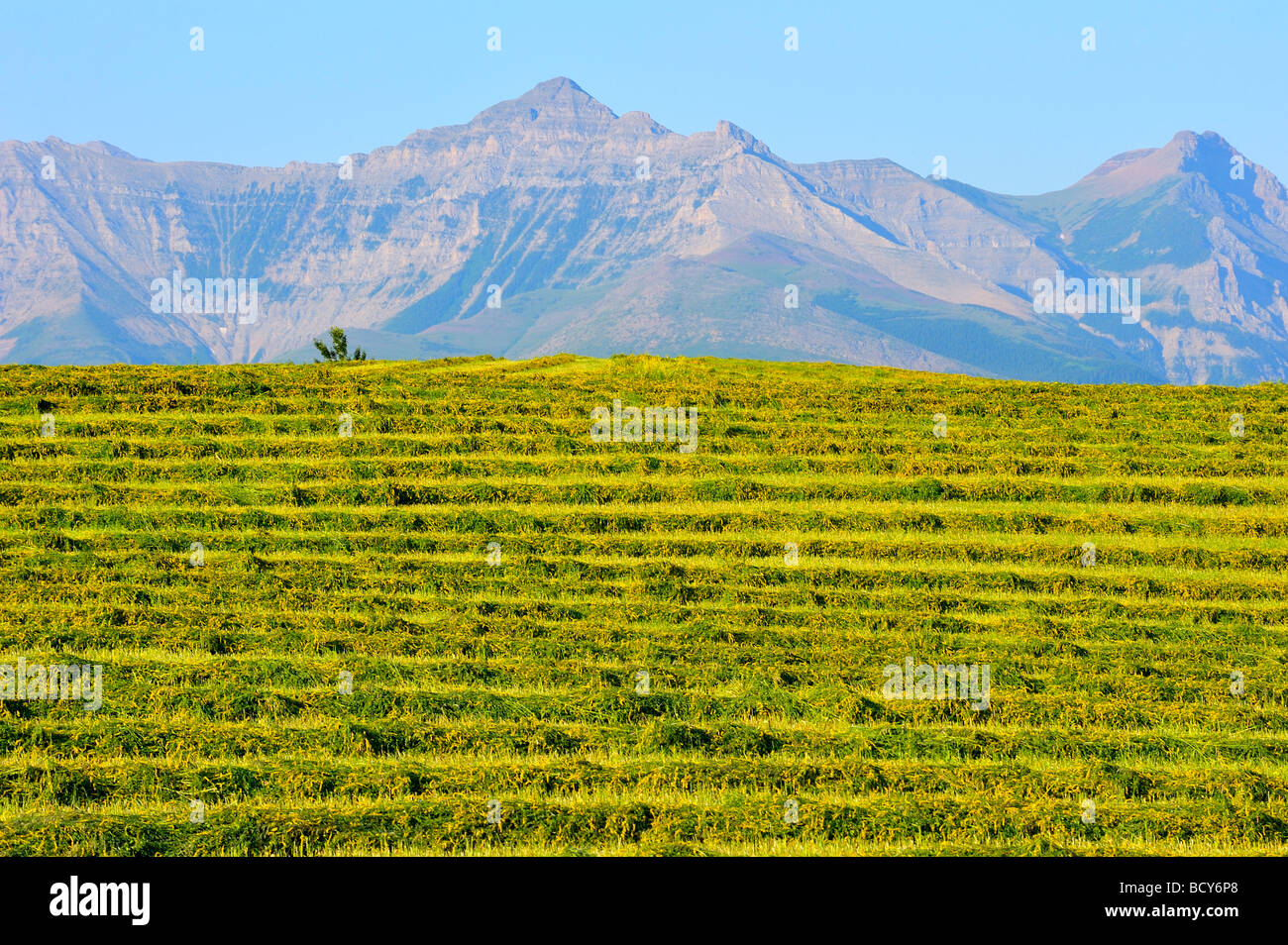 La mietitura dei raccolti nelle colline Foto Stock