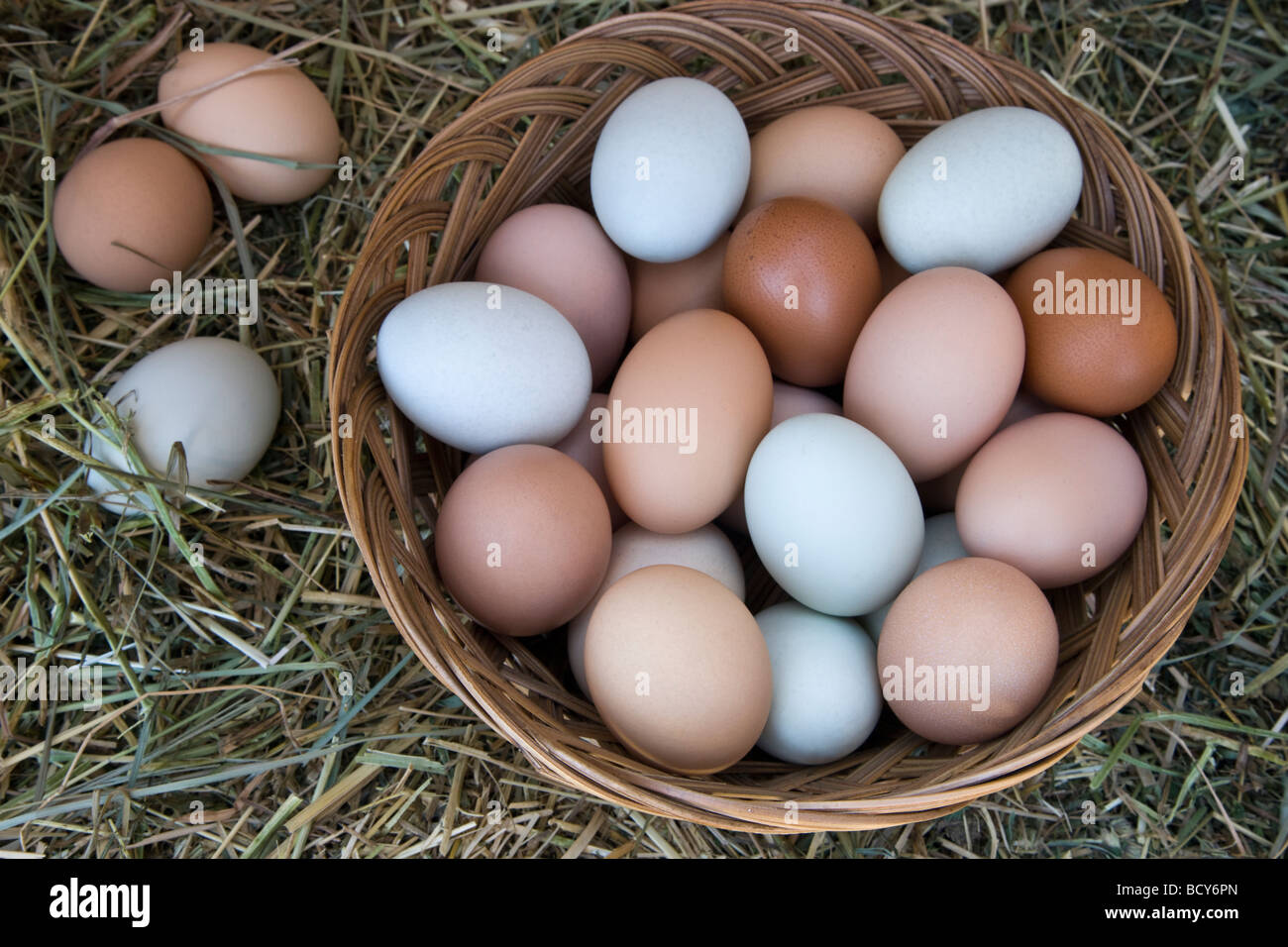 Le uova di gallina in cesto con fieno, colori naturali. Foto Stock