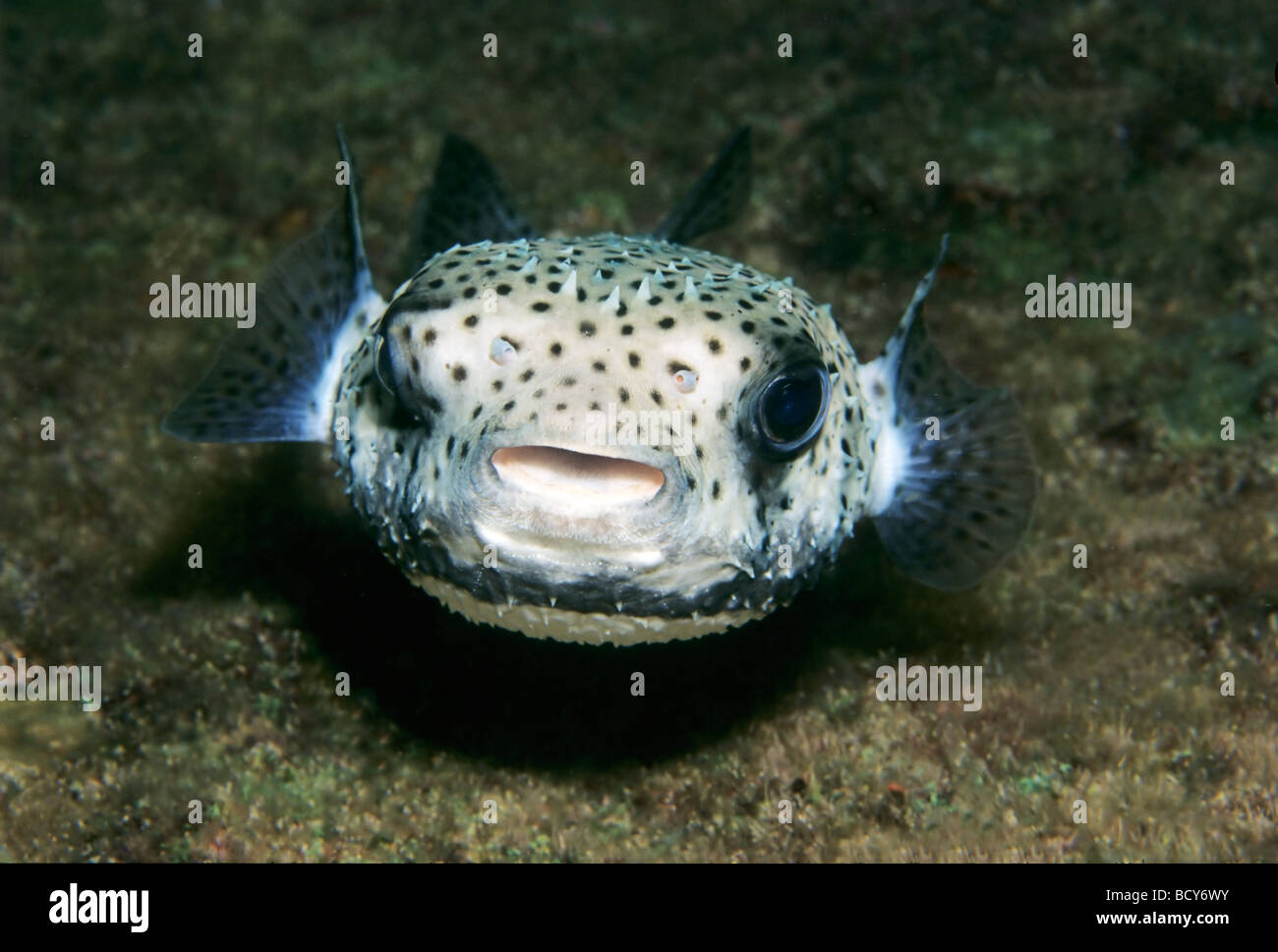 Spot-fin Porcupinefish (Diodon hystrix), frontale, Isole Similan, sul Mare delle Andamane, Thailandia, Asia, Oceano Indiano Foto Stock